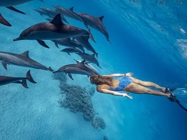 A person snorkeling in a blue swimsuit alongside a pod of dolphins.