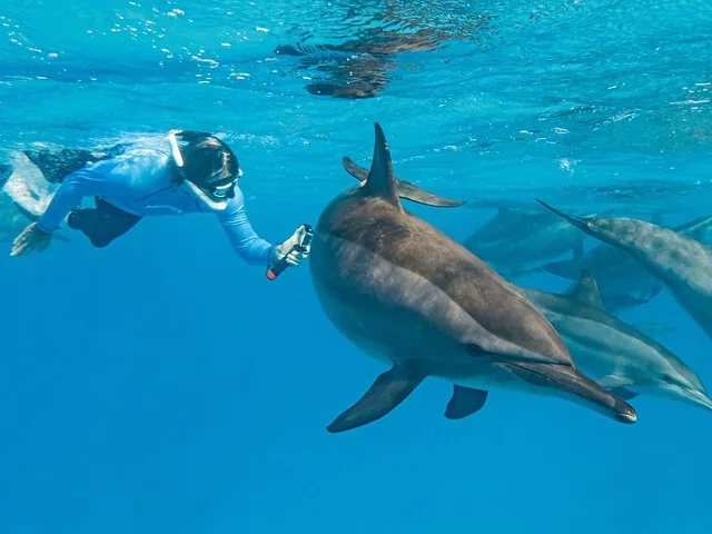 A snorkeler holding a camera swims next to a dolphin underwater.