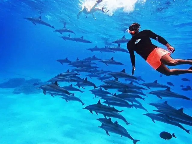 Un nageur en masque et tuba nage aux côtés d’un grand groupe de dauphins dans une eau bleue et limpide.