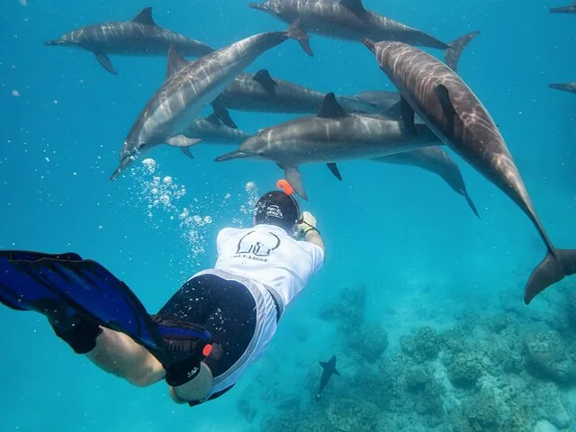 Ein Schnorchler beobachtet eine große Gruppe Delfine, die in blauem Wasser dicht beieinander schwimmen.