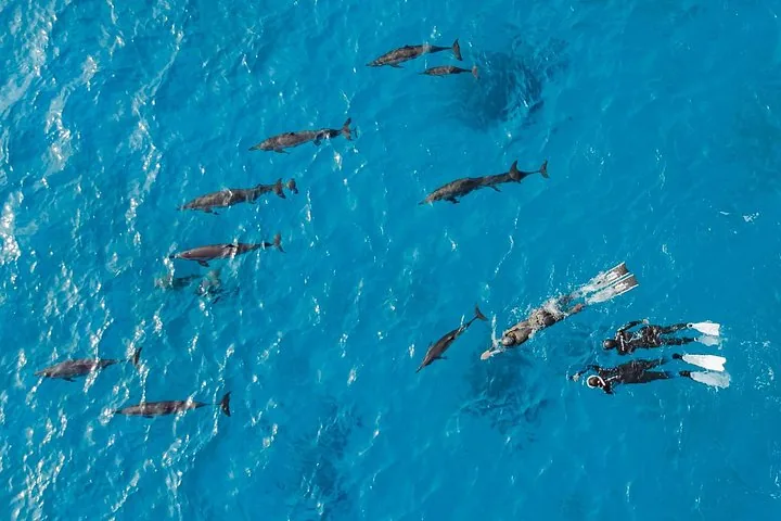 Aerial view of snorkelers swimming with a pod of dolphins in blue water.