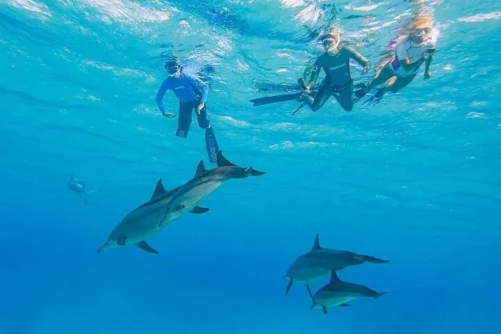 Three snorkelers swimming near the surface above a pod of dolphins.