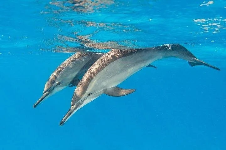 Zwei Delfine schwimmen dicht unter der Wasseroberfläche im klaren blauen Meer.