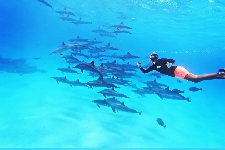 Eine Person beim Schnorcheln neben einer großen Gruppe unter Wasser schwimmender Delfine.