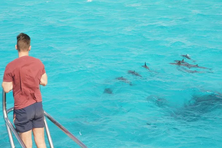 A man on a boat looks out at a pod of dolphins swimming in the ocean.