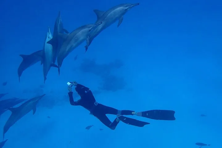 A diver swims among a pod of dolphins in deep blue water.
