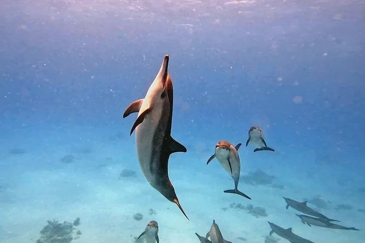Mehrere Delfine schwimmen in klarem blauem Wasser nach oben zur Oberfläche.