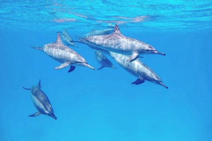Eine kleine Gruppe Delfine schwimmt gemeinsam nahe der Meeresoberfläche.