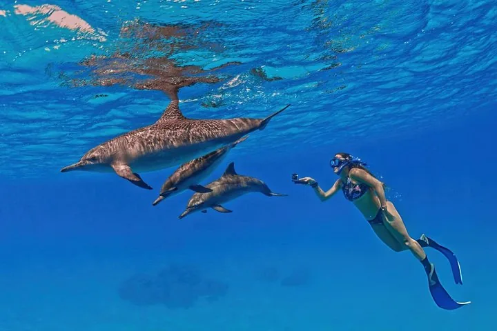 A female snorkeler taking a photo of three dolphins swimming nearby.