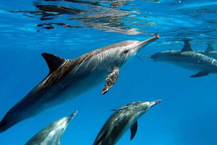 A group of dolphins swimming near the ocean surface in clear blue water.